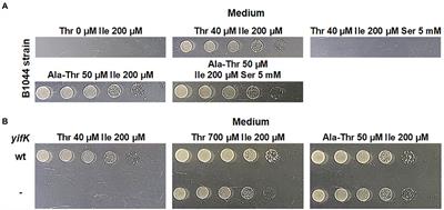 A study on L-threonine and L-serine uptake in Escherichia coli K-12